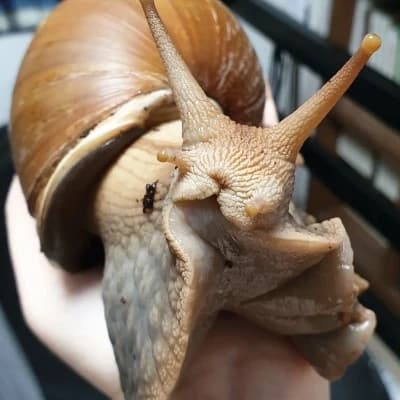 Caracol africano  thumbnail