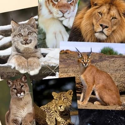 ZOO thumbnail