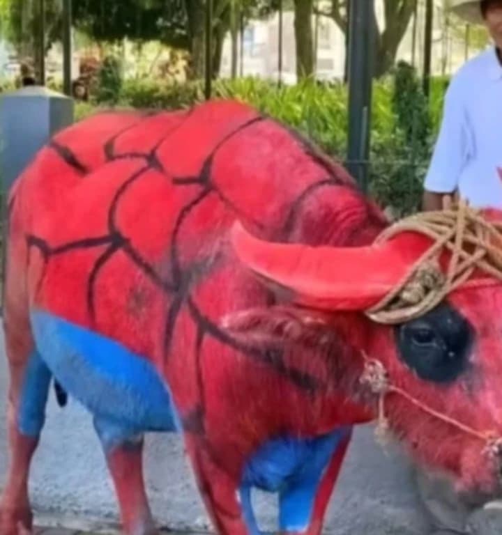 Spider cow thumbnail