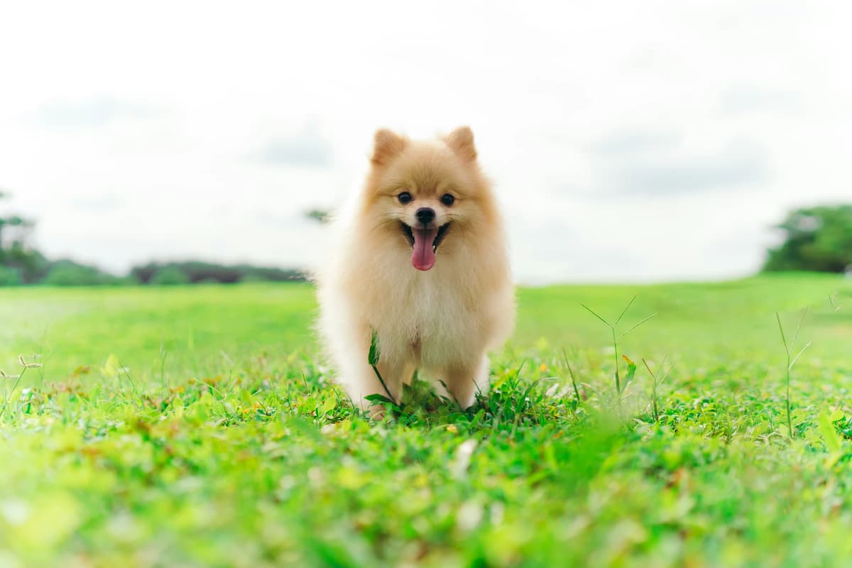 pupy thumbnail