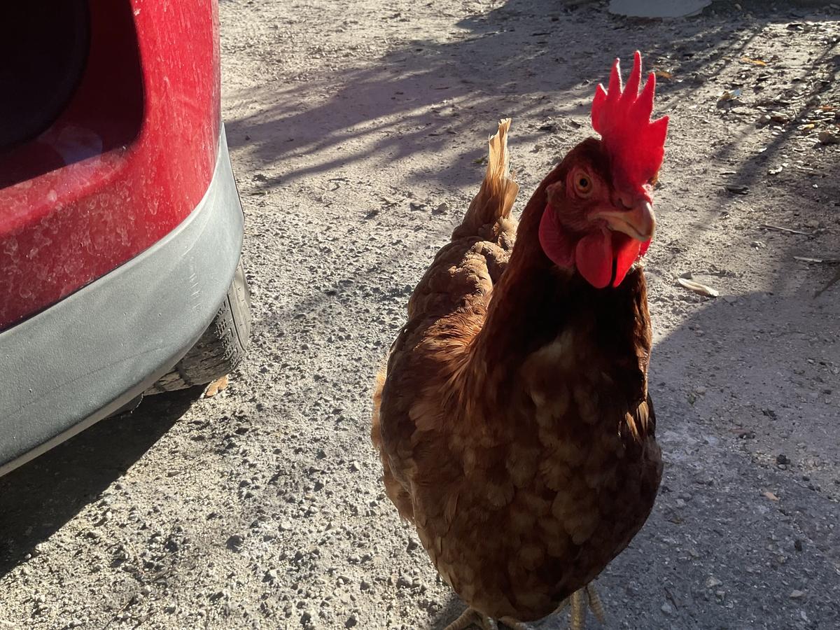 Coco / / Your chicken. 🐓  thumbnail
