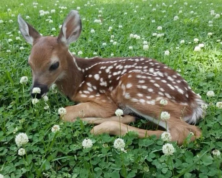 Fawn thumbnail
