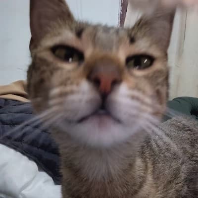 Pipa thumbnail