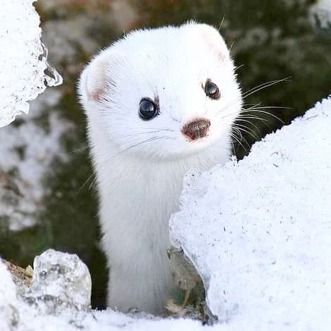 Drarry(Ferret) thumbnail