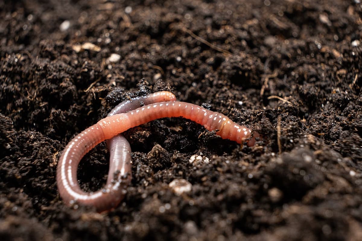 Worm thumbnail