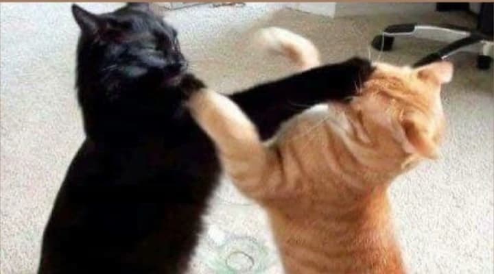 Gatitos  thumbnail