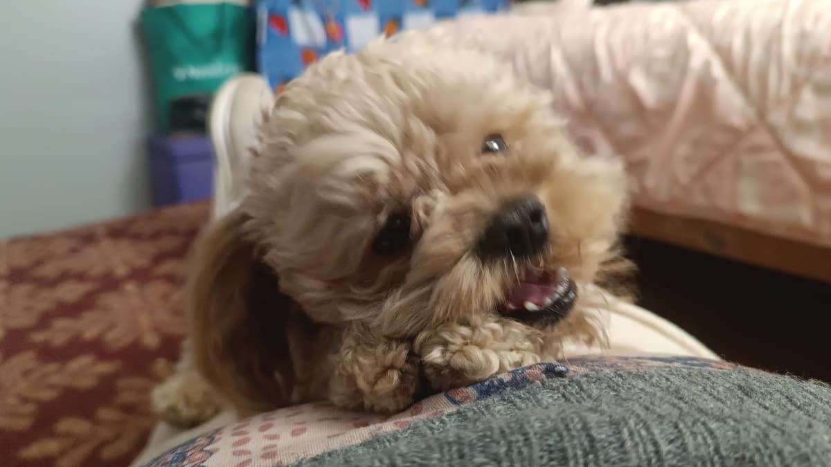 Milo,tu mejor acompañante  thumbnail