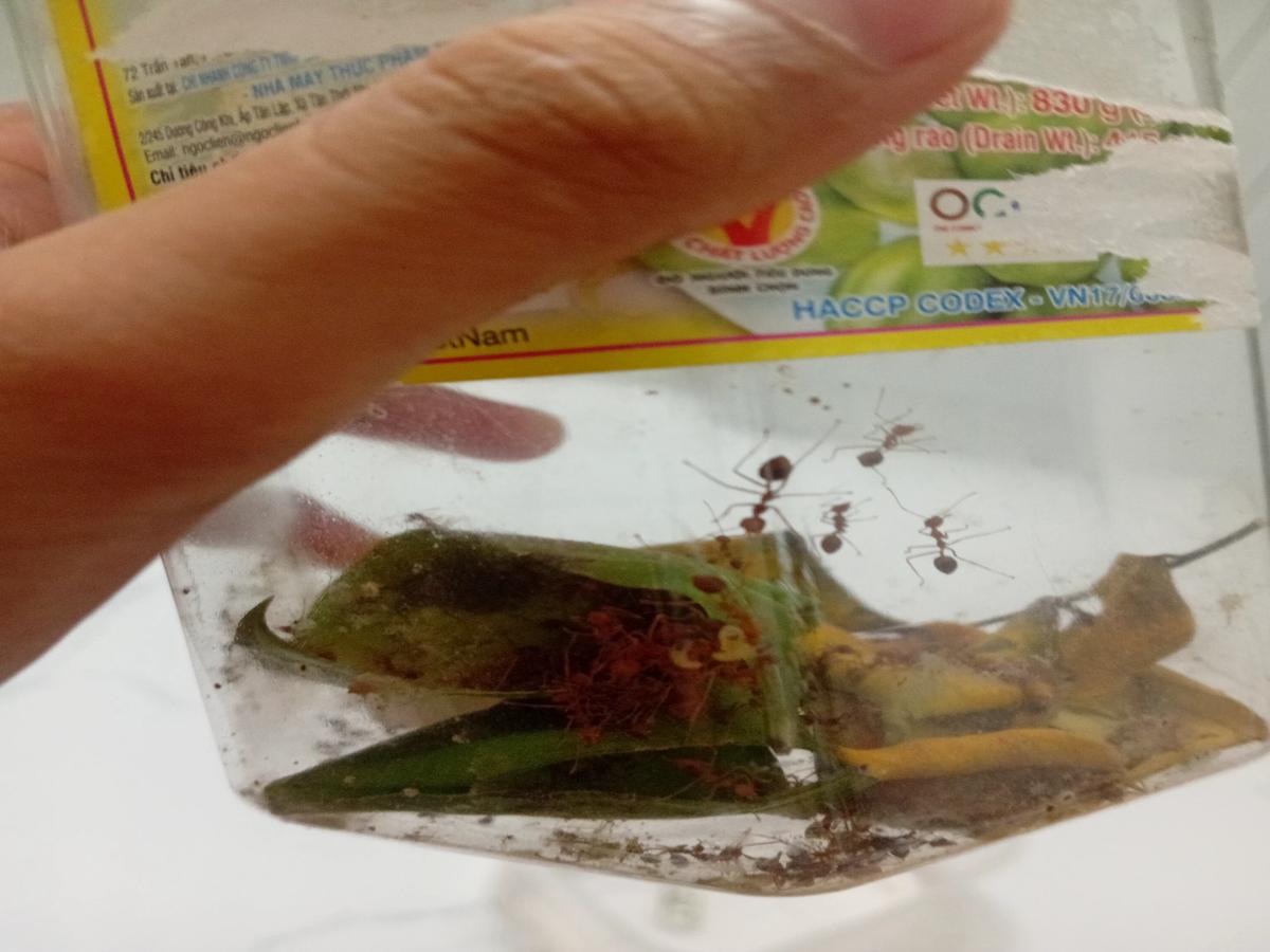 Kiến vàng  thumbnail