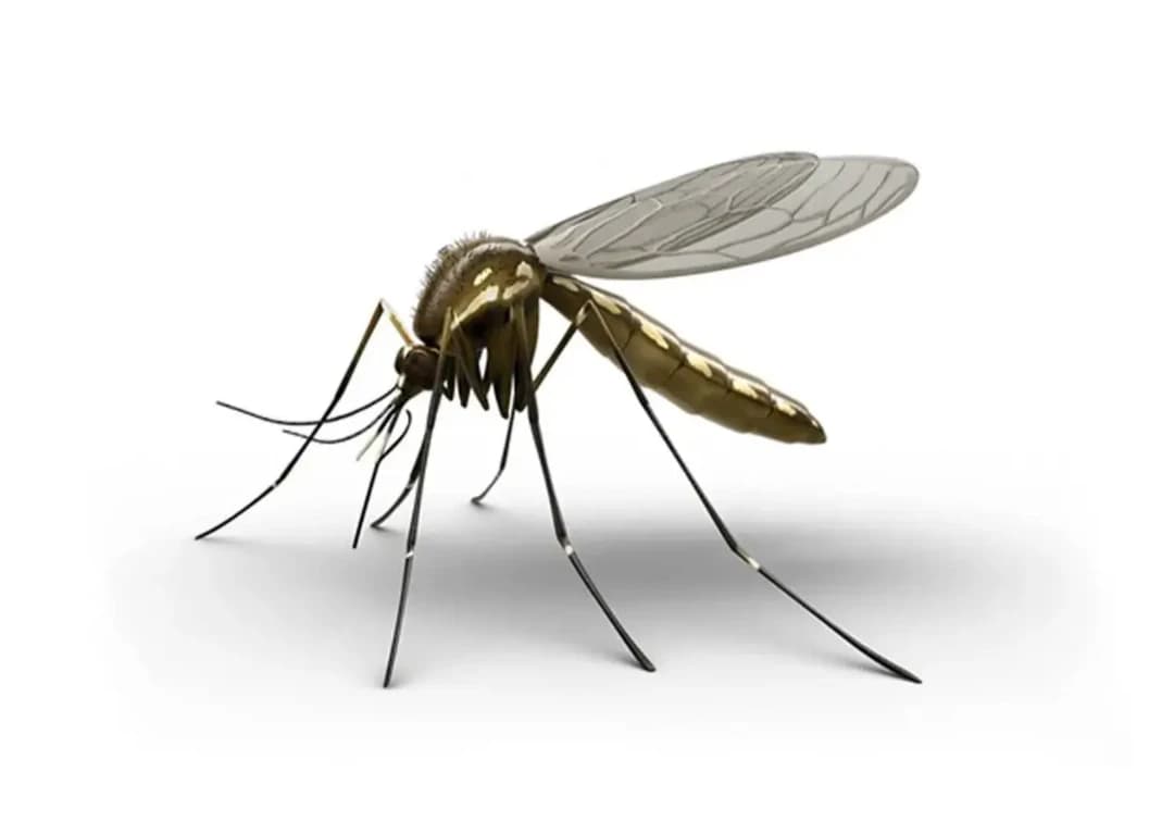 Mosquito thumbnail