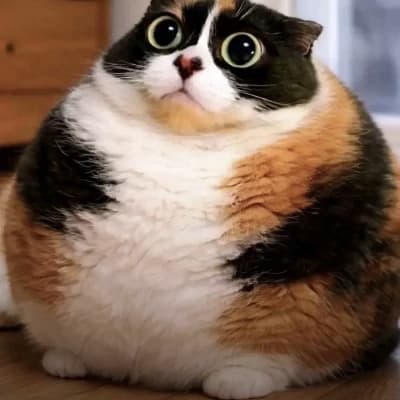 Котость thumbnail