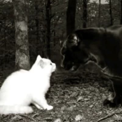 Vladimir (The Cursed Black Tiger) thumbnail