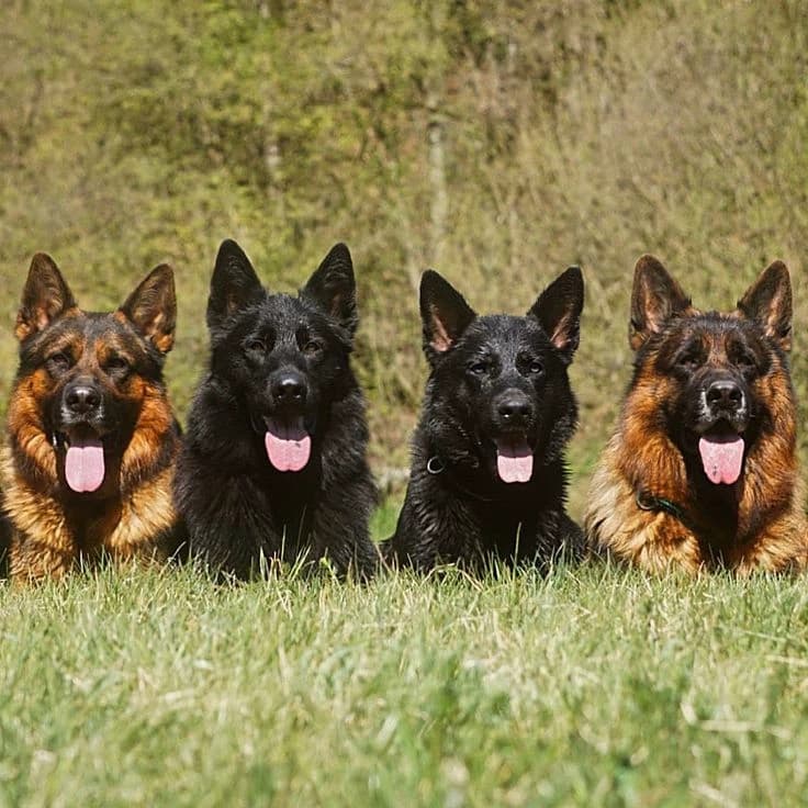 Zeus, Kain, Titan and Konig - loyal dogs thumbnail