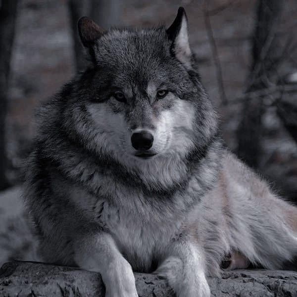 Wolf. thumbnail