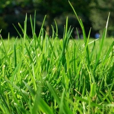 Grass thumbnail