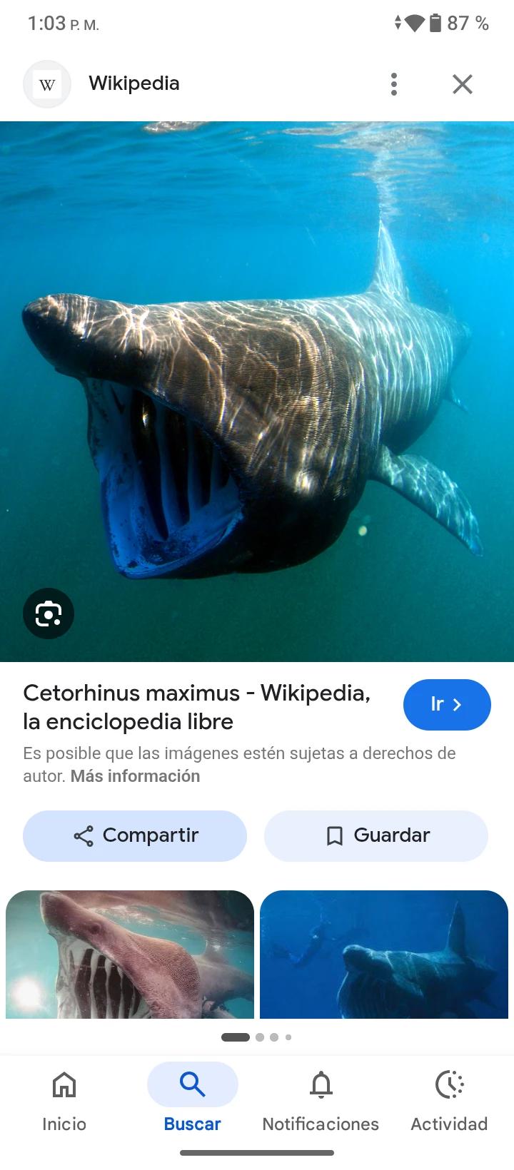 El tiburón peregrino  thumbnail