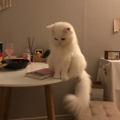 Mia - Jackson🐱✨️ thumbnail