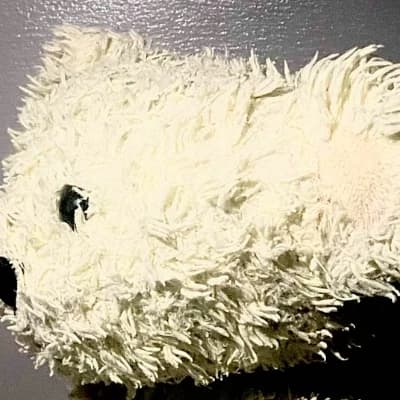Samuel from bear alpha thumbnail