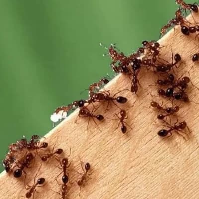 Ants thumbnail