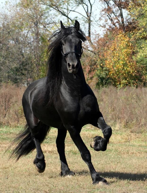 Kaul (Onyx - Male Horse) thumbnail