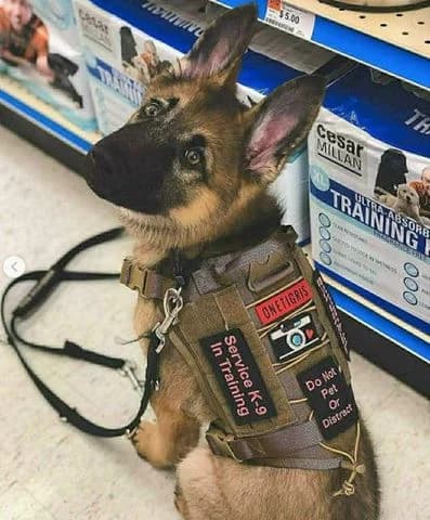Service dog thumbnail