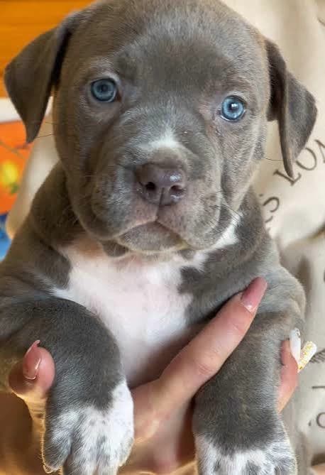 Zeus thumbnail