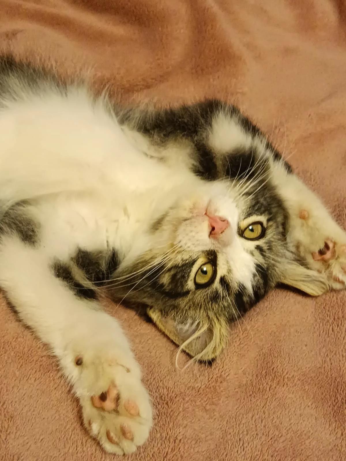 Котик  thumbnail