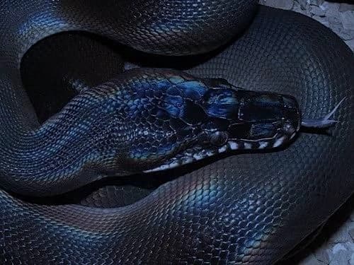 Black Snake thumbnail