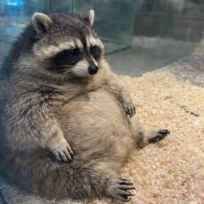 Raccoon thumbnail