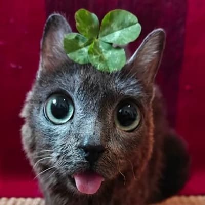 Котость thumbnail