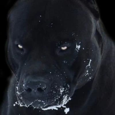 Rex thumbnail