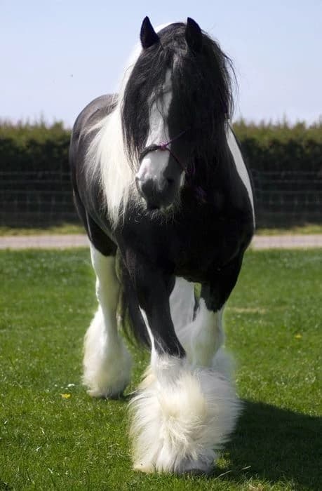 Friesian horse ~Any name~ thumbnail