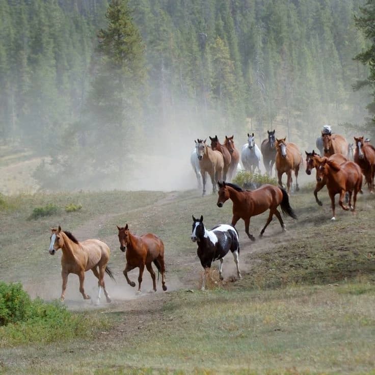 Horse herd thumbnail