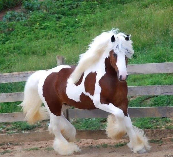 Horse riding school thumbnail