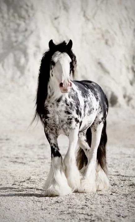 Horse selling thumbnail