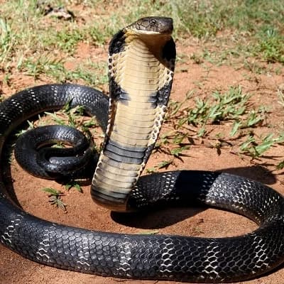 King Cobra thumbnail