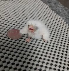 birb thumbnail