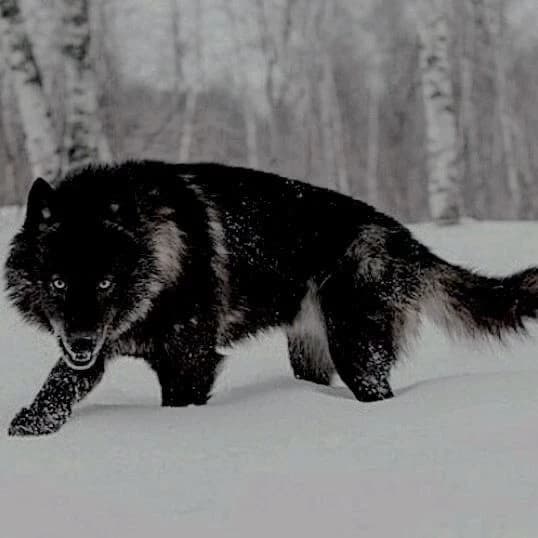 Alaska thumbnail
