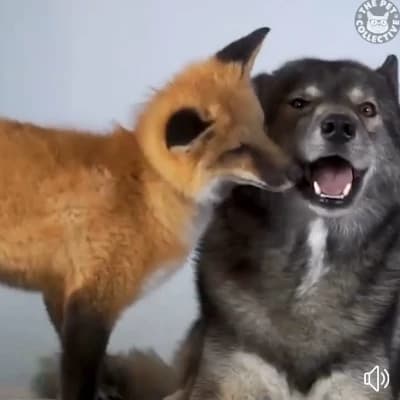 Лис+волк>шипп thumbnail