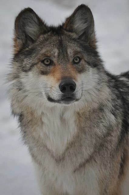 Grey Wolf thumbnail