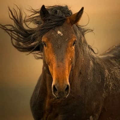 Horse riding academy thumbnail