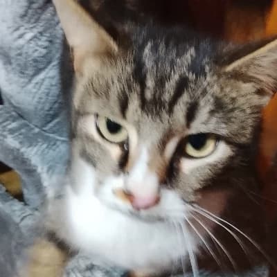 A cute cat thumbnail
