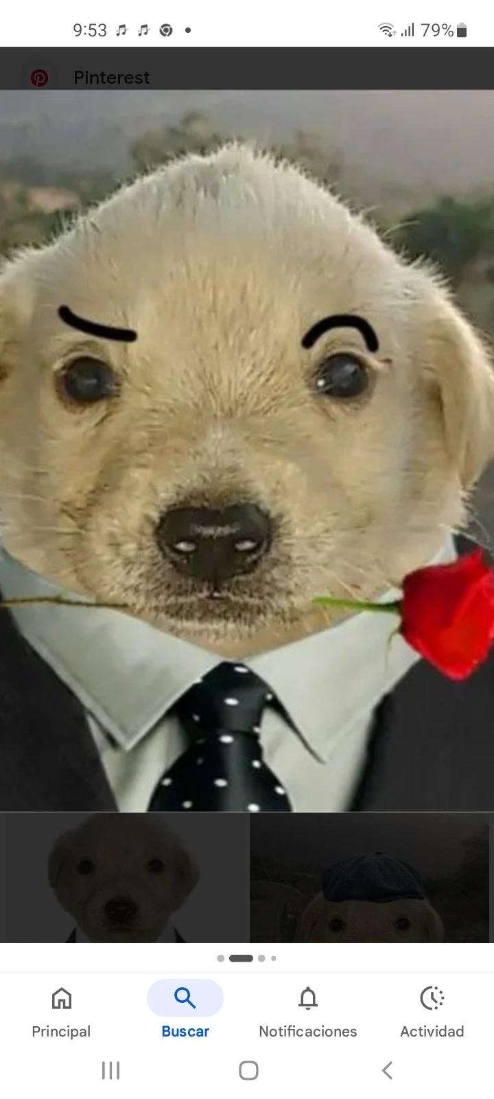 Perrito fino thumbnail