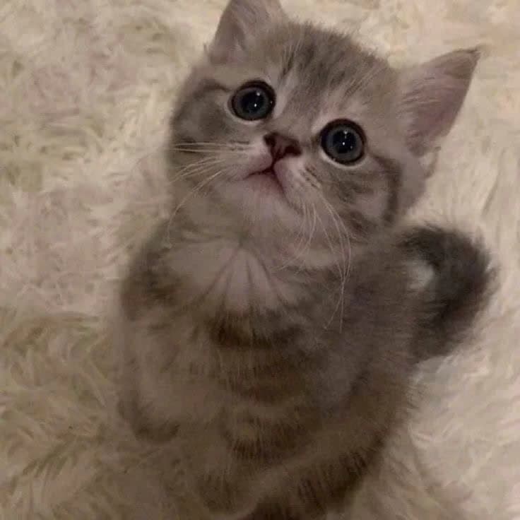Котёнок  thumbnail