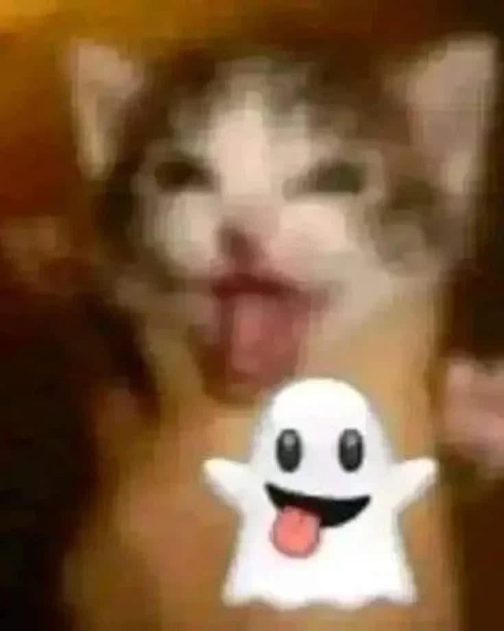 Gatito wasapero  thumbnail