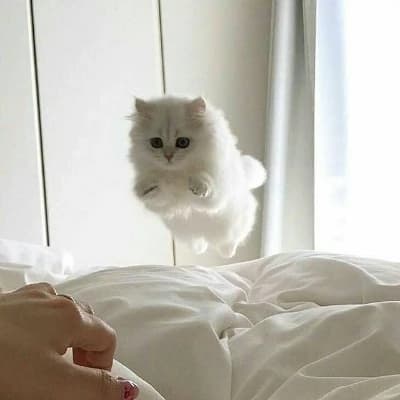 Mochi thumbnail