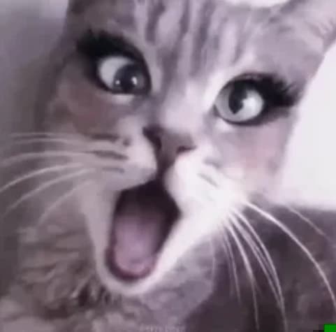 Diva cat💅 thumbnail