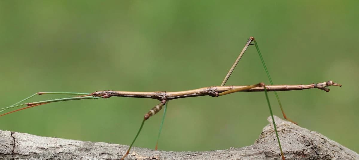 insecto palo Phryganistria chinensis zhao thumbnail