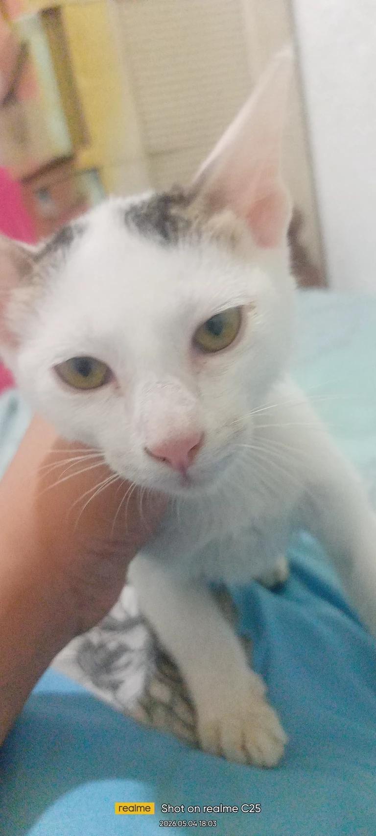 noodles (cat) thumbnail