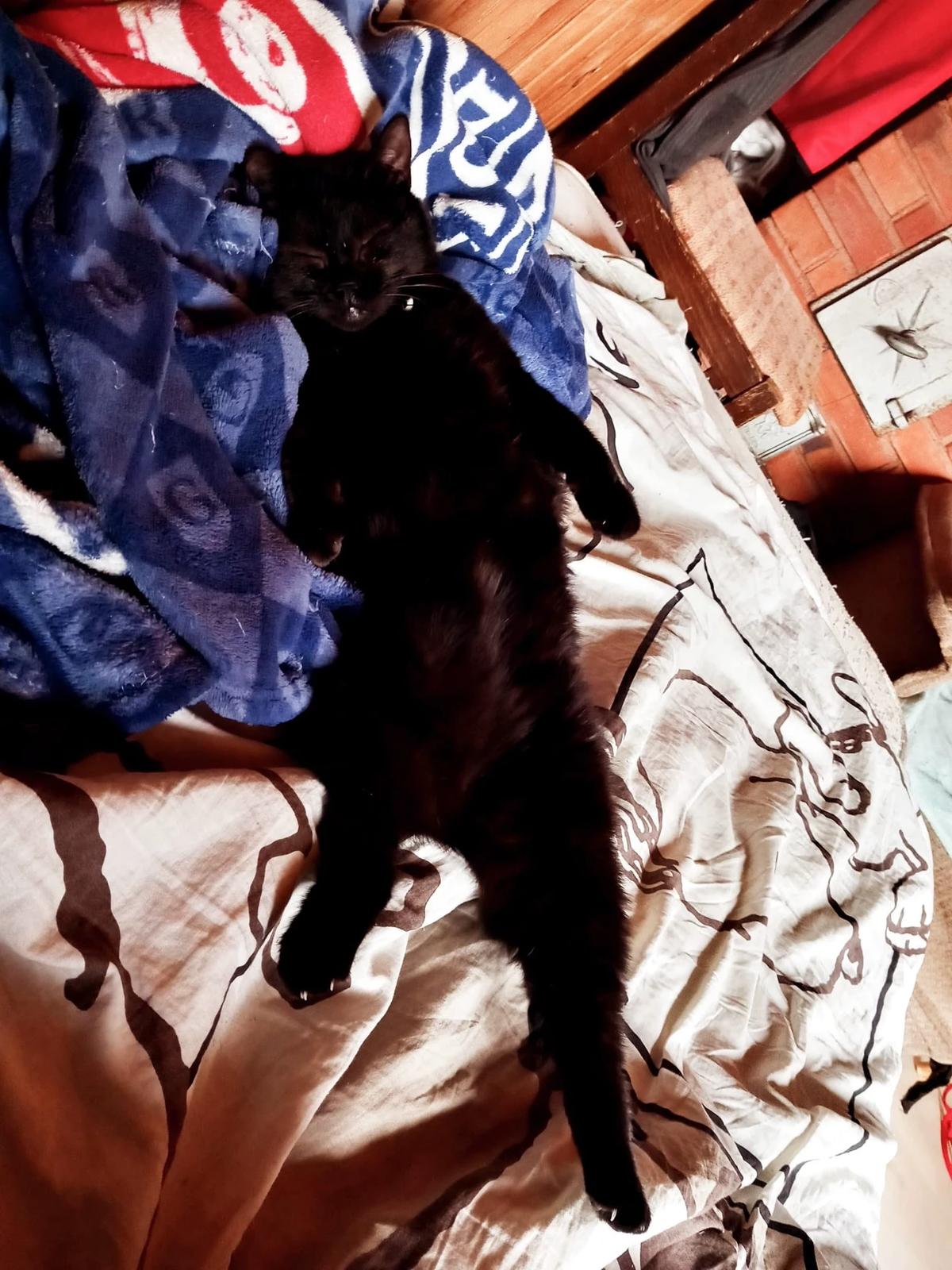 your cat thumbnail