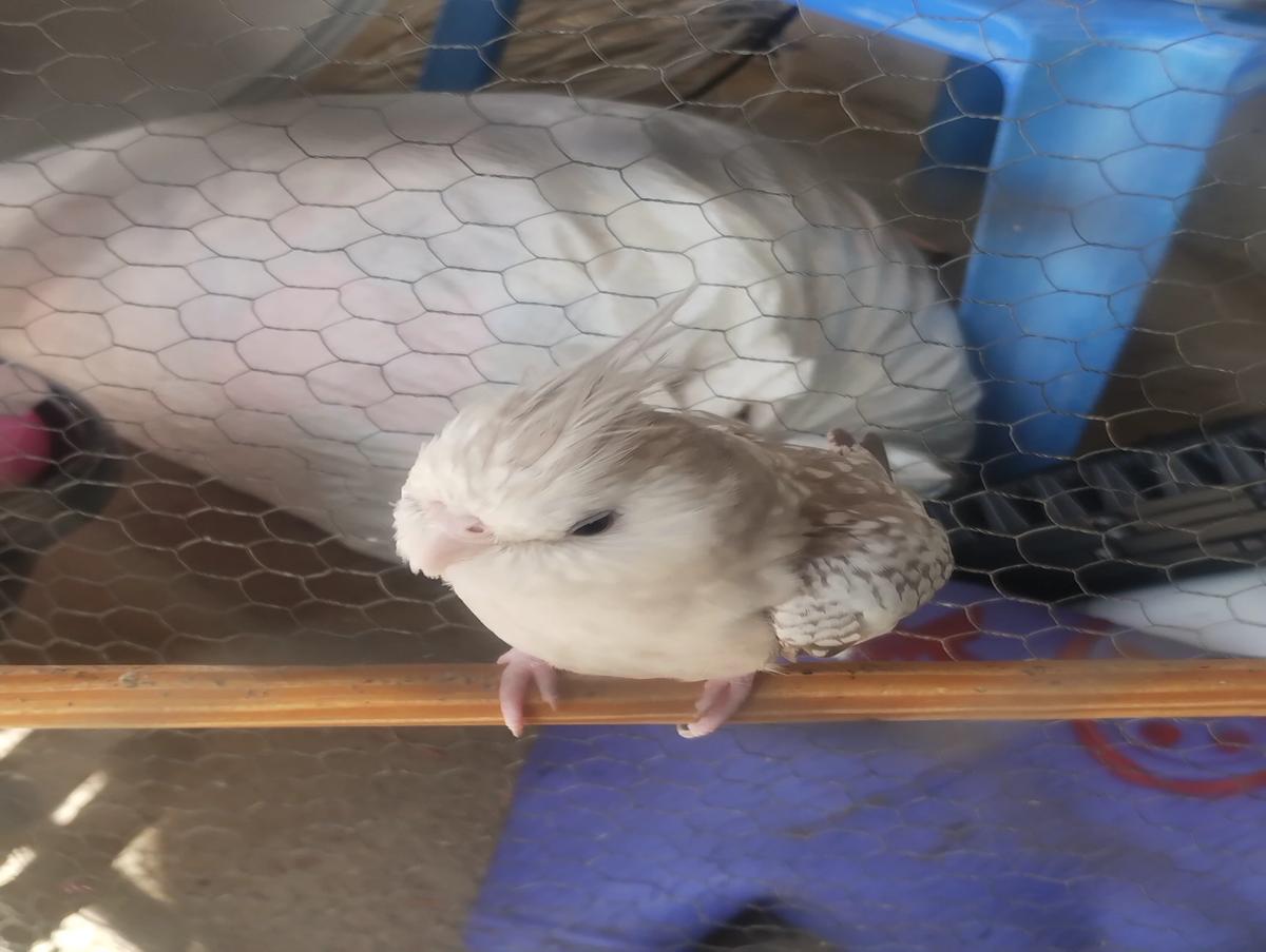 Pretruquinha-your pet thumbnail
